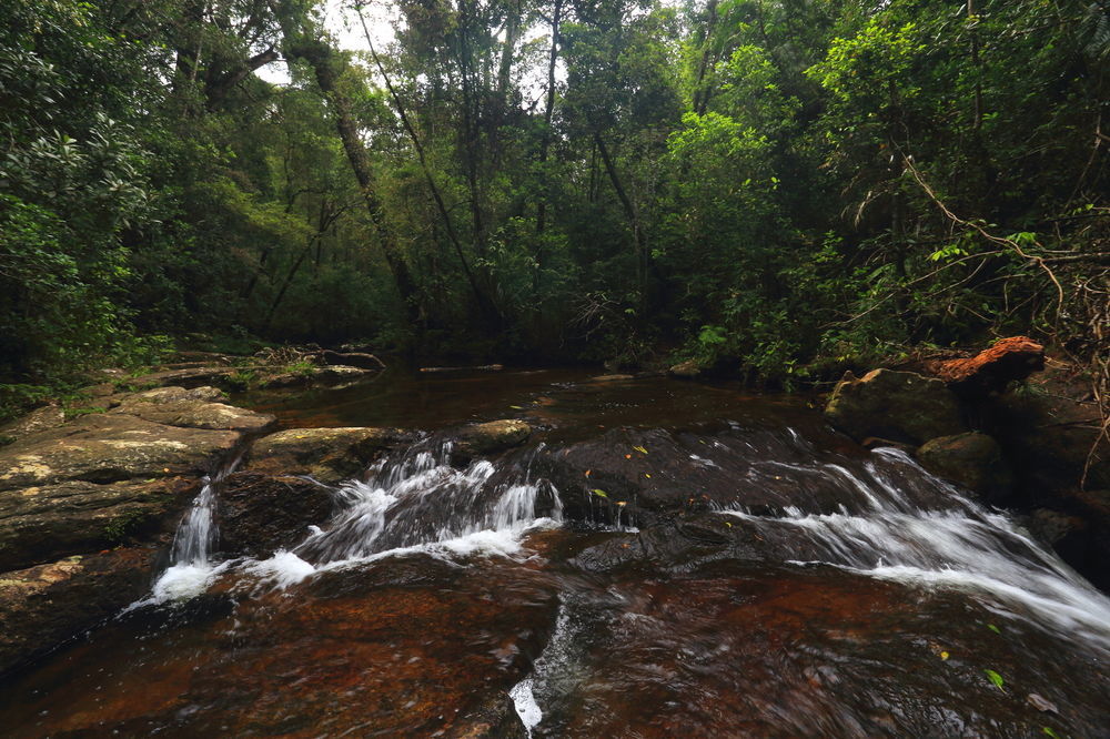 The Rainforest Ecolodge - Sinharaja Deniyaya Exteriör bild